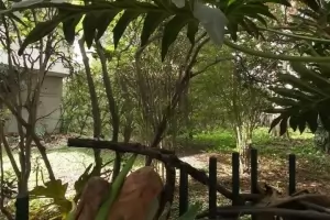 Padrão Jardim Europa 1200m² 04 Dormitórios 01 Suítes 15 Vagas