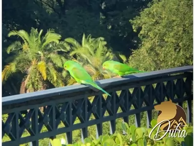 Palais Du Parc Paraíso 375m² 04 Dormitórios 04 Suítes 6 Vagas